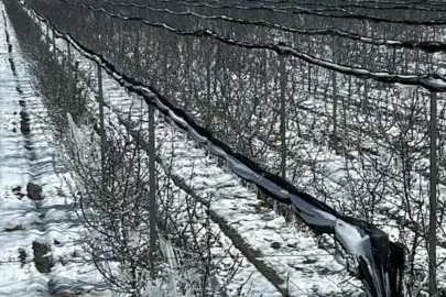 C vitamini deposu meyvelere koruma