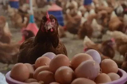 TÜİK açıkladı: Tavuk eti ve yumurta üretimi arttı