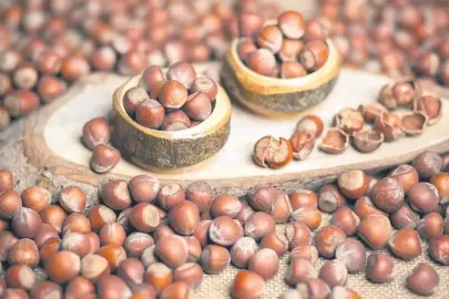 Fındığın hikayesi