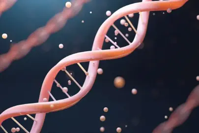 Uzun yaşamın sırrı genlerde saklı