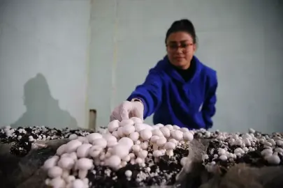 Adana'da liselilerin yetiştirdiği mantarlar okulun pansiyonunda tüketiliyor