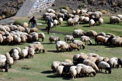 Aksaray'da küçükbaş hayvancılığa dev destek