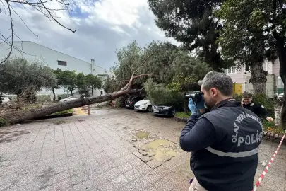 Aydın'da hastane bahçesinde devrilen ağaç 4 otomobilde hasara neden oldu