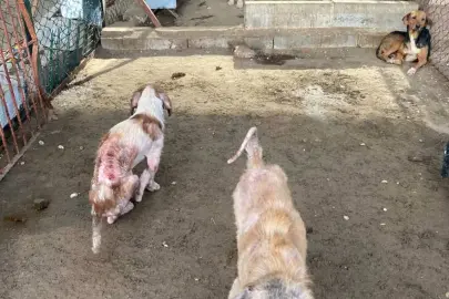 Barınaktaki tepki çeken görüntülere soruşturma