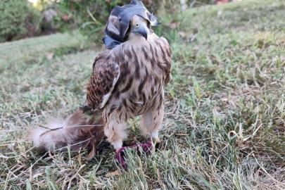 Danıştay kararı, Karadeniz’de atmacacılığı tartışmaya açtı