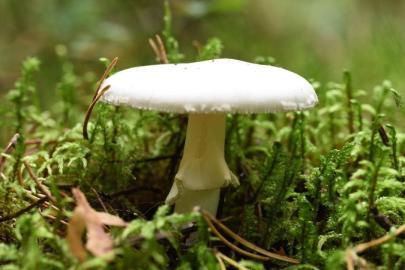 Dünyanın en zehirli mantarı daha ölümcül olmaya başladı