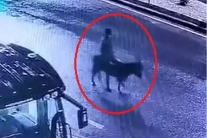 Forkliftle kuyumcu soyup eşekle kaçan şüpheli yakalandı; o anlar kamerada