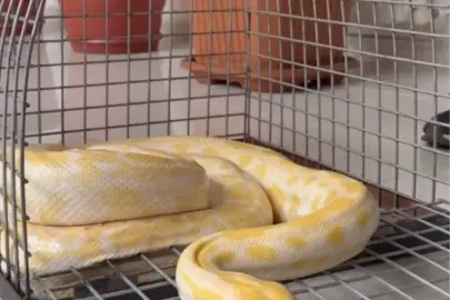 Gösteride kullanılan yılana el konuldu