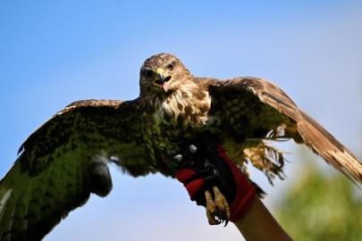 Şahin'e zorla alkol içiren kişiye, hayvanlara işkenceden hapis cezası