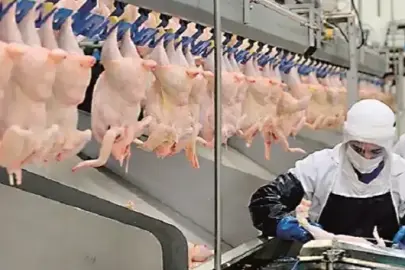 Tavuk eti ihracatı durduruldu