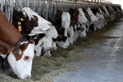 TÜİK açıkladı: Büyükbaş ve küçükbaş hayvan sayısı arttı