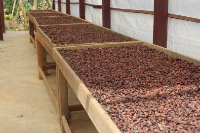 Türkiye'den kakao ihracatında rekor