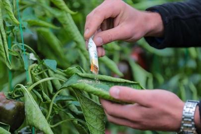 Orman zararlılarıyla mücadelede 1 milyondan fazla faydalı organizma üretildi