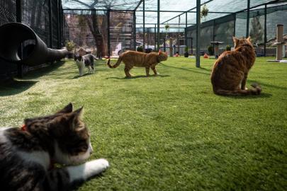 TBMM, yerleşkesindeki kedilere sahip çıktı