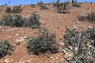 Ramallah'ta zeytinliklere saldırı: 200 ağaç söküldü