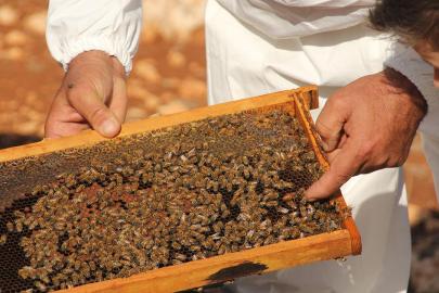 Uygunsuz balın piyasaya girişi engellenecek