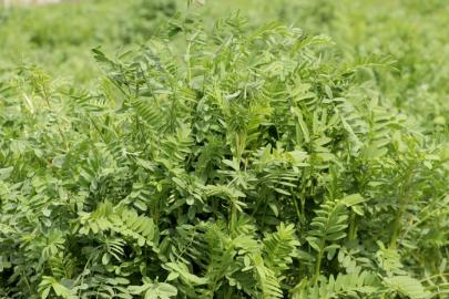 Yerli korunga NKÜ Efsane adıyla tescillendi