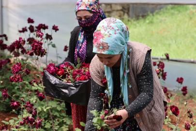 Karagülde hasat zamanı