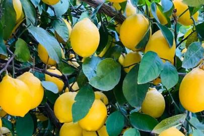 Türkiyeden 4 ayda 195 milyon dolarlık limon ihracatı