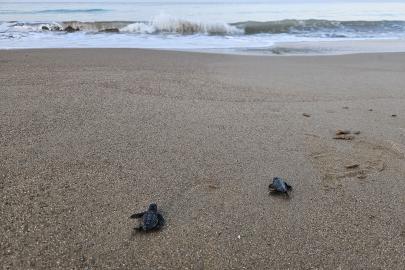Belek'te 100 bin caretta yavrusu denize ulaştı
