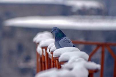 Erzurum Türkülerinde kuşların kanat çırpışı: Güvercin ve turnanın ezgisel sırrı çözüldü